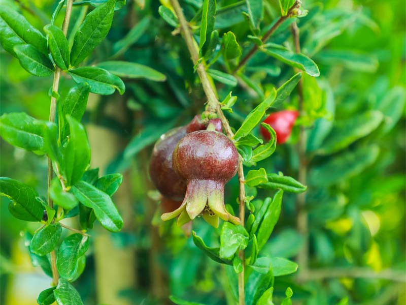 best-fruit-tree-supplier-in-dubai-4