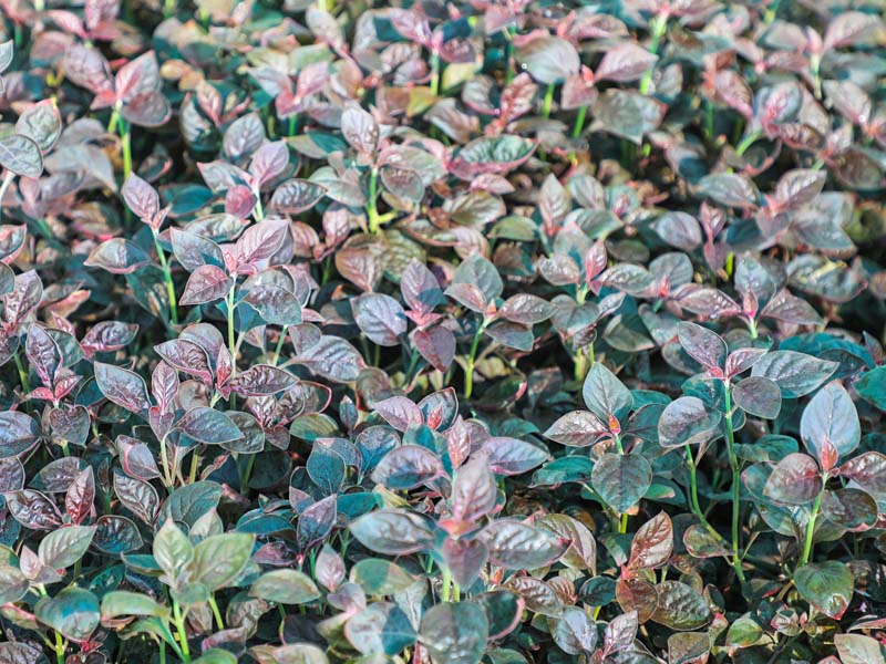 best-groundcover-supplier-in-dubai-3