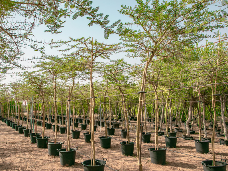best-native-trees-in-dubai