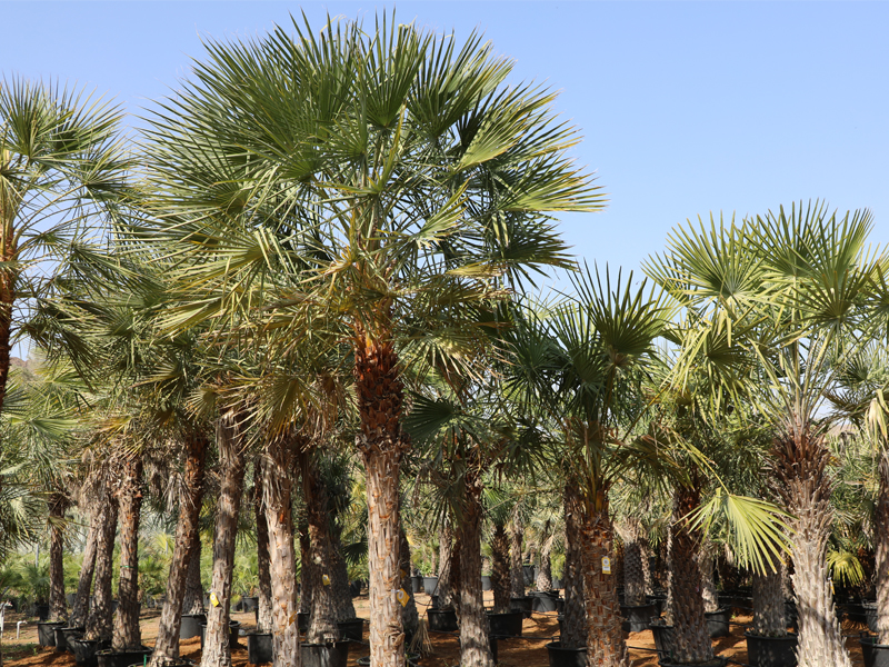 best-palms-supplier-in-nothern-emirates