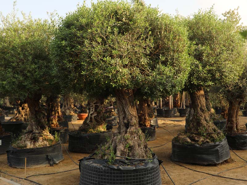 best-tree-supplier-in-dubai-2