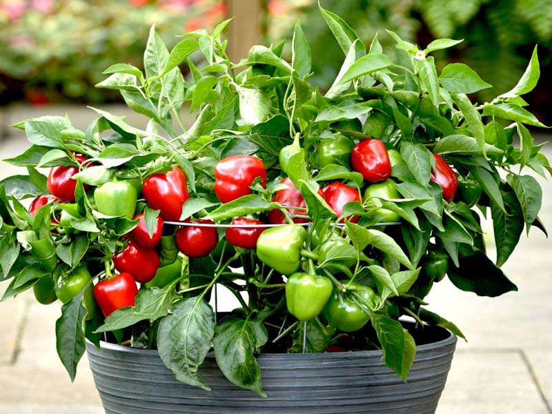 best-vegetable-plant-supplier-in-dubai-2